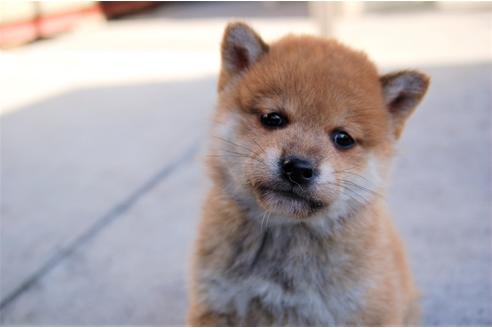 成約済の埼玉県の柴犬-115855の5枚目
